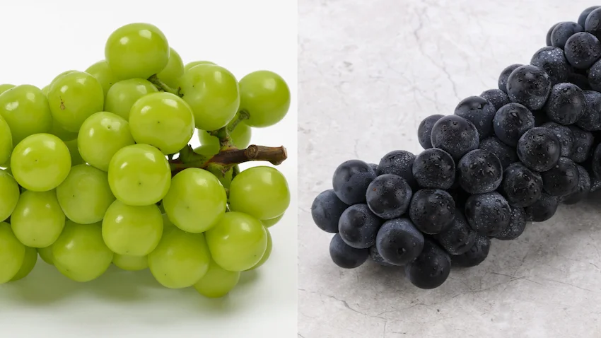 샤인머스캣 거봉, 왼쪽 채반에는 싱그럽고 단단한 연두색 샤인머스캣이 가득 담겨 있고, 오른쪽 채반에는 짙은 보라색의 굵은 거봉 포도알이 가득 담겨 대조를 이루는 사진