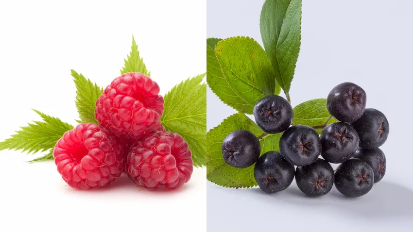 라즈베리 아로니아, 밝은 배경 위에 왼쪽에는 싱그러운 녹색 잎사귀를 배경으로 한 선명한 붉은색 라즈베리 세 알이 있고, 오른쪽에는 나뭇잎이 달린 가지에 매달린 짙은 보랏빛의 둥근 아로니아 열매들이 나란히 놓여 있는 비교 사진