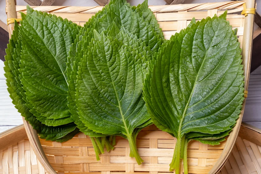 깻잎, 나무 바구니 안에 선명한 초록빛과 독특한 잎맥이 돋보이는 신선한 깻잎들이 가지런히 담겨 있는 연출 컷 사진